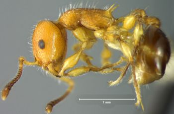 Media type: image; Entomology 22415   Aspect: habitus lateral view
